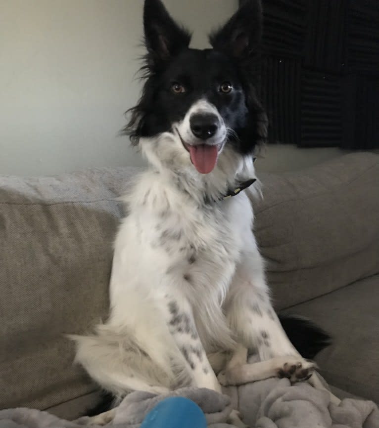 Madeline, a Border Collie tested with EmbarkVet.com