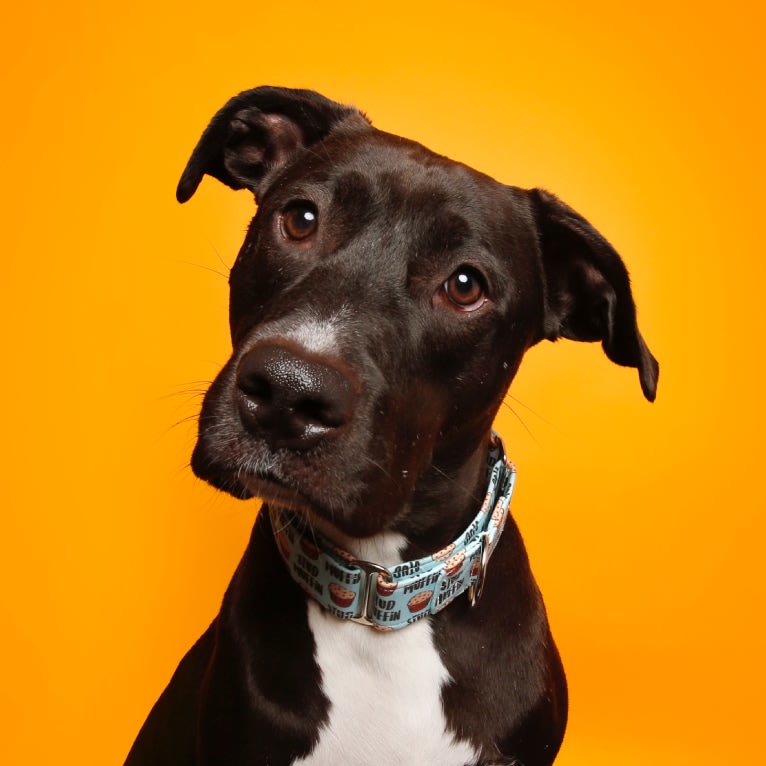 Porter, an American Pit Bull Terrier and American Staffordshire Terrier mix tested with EmbarkVet.com
