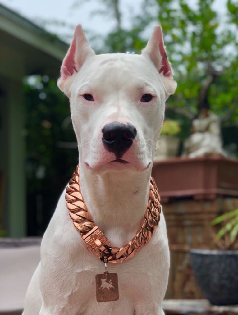 Toro León, a Dogo Argentino tested with EmbarkVet.com