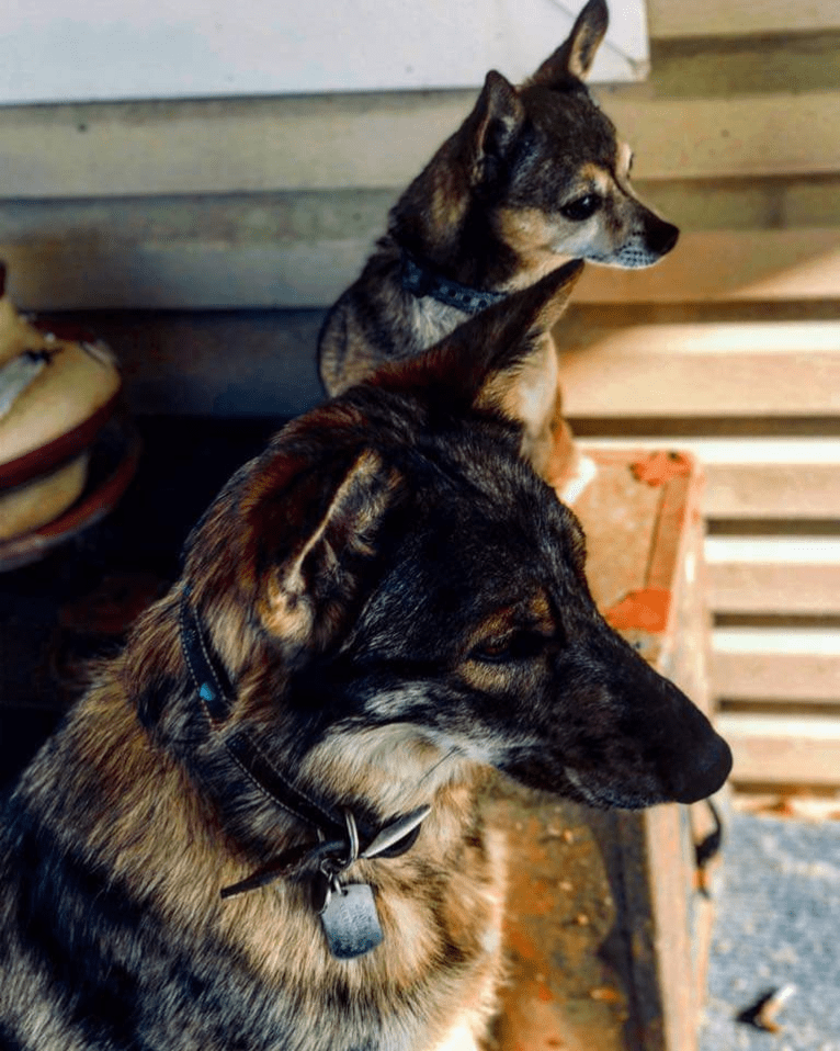 Riley, a German Shepherd Dog and Siberian Husky mix tested with EmbarkVet.com