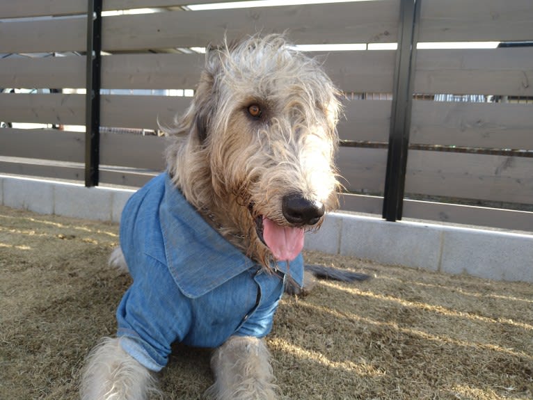 Mouton, an Irish Wolfhound tested with EmbarkVet.com