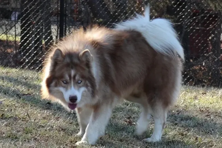 Sokka, a Siberian Husky tested with EmbarkVet.com