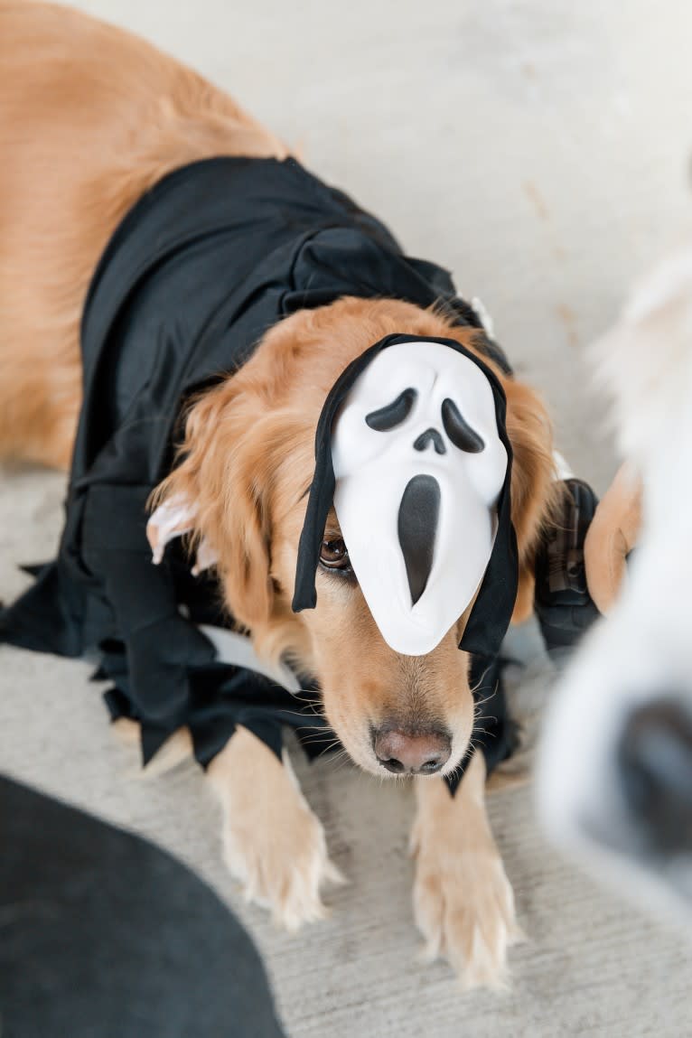 Marley, a Golden Retriever tested with EmbarkVet.com