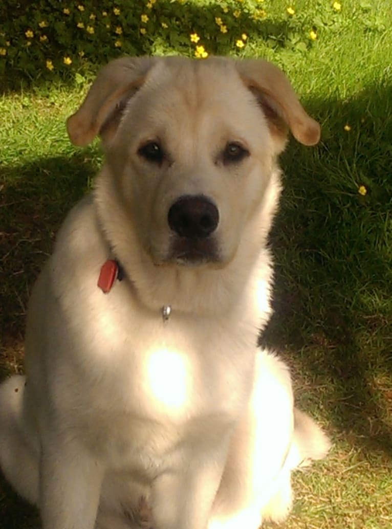 Tug, a Siberian Husky and Rottweiler mix tested with EmbarkVet.com