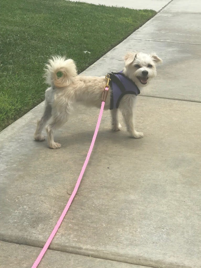 Lily, a Maltese and Poodle (Small) mix tested with EmbarkVet.com