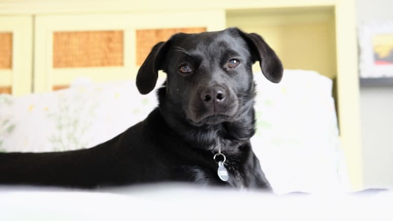 Deedee, a Labrador Retriever and Rat Terrier mix tested with EmbarkVet.com