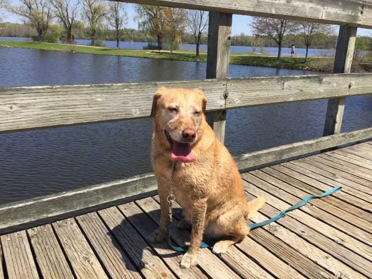 Sadie, a Labrador Retriever and American Bulldog mix tested with EmbarkVet.com