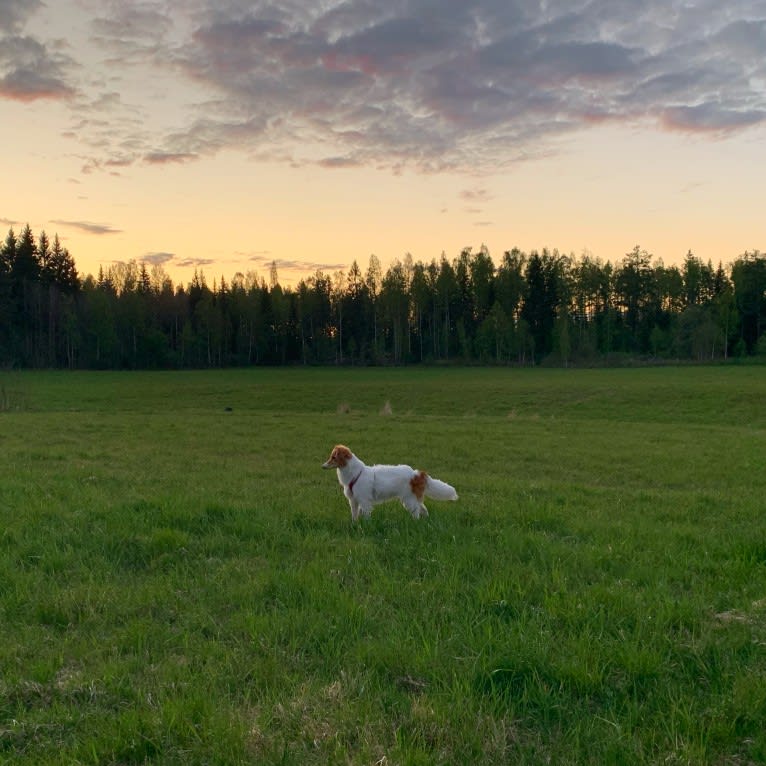 Hjalmar, a Border Collie and Russell-type Terrier mix tested with EmbarkVet.com