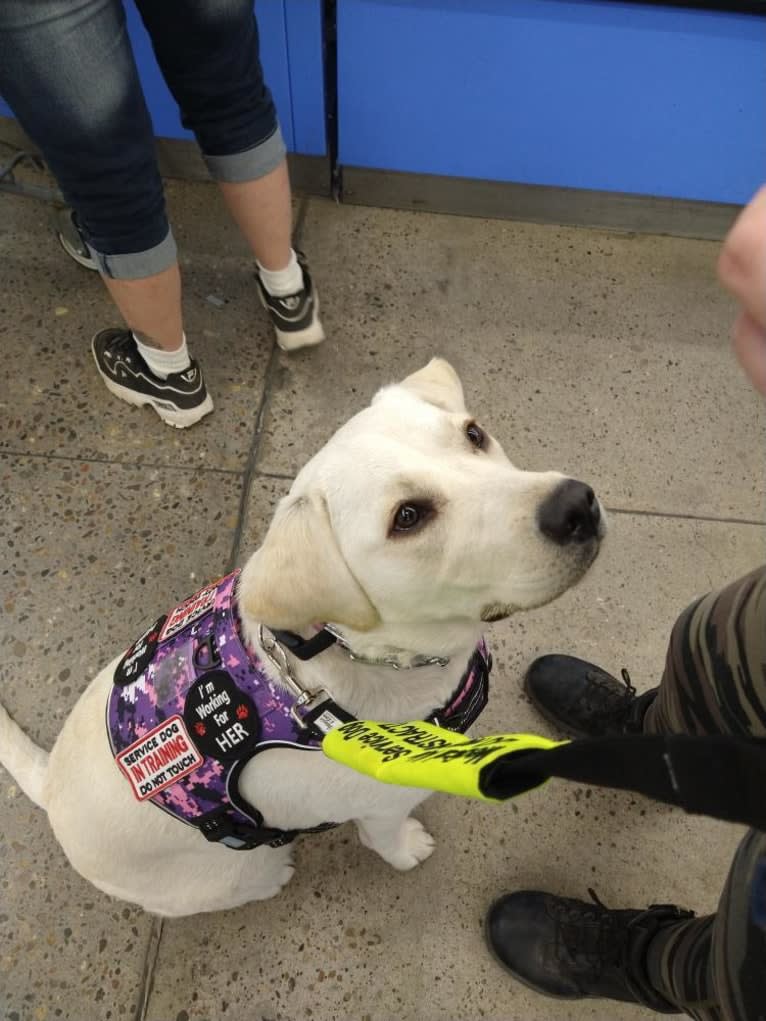 Missy, a Labrador Retriever tested with EmbarkVet.com