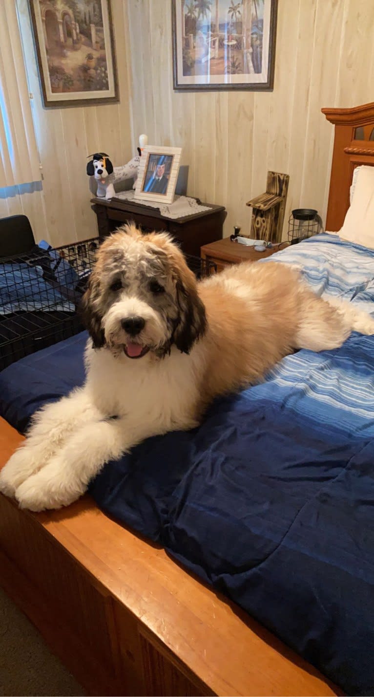 Moose, a St. Berdoodle tested with EmbarkVet.com