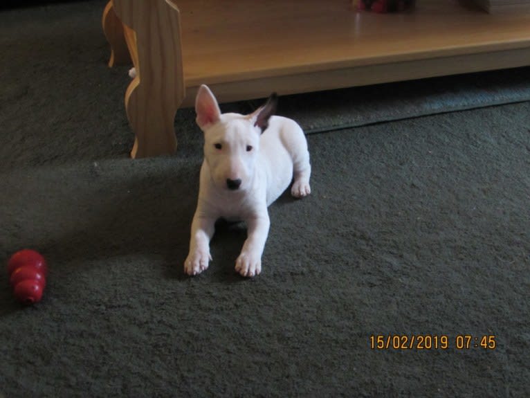 Harley, a Miniature Bull Terrier tested with EmbarkVet.com