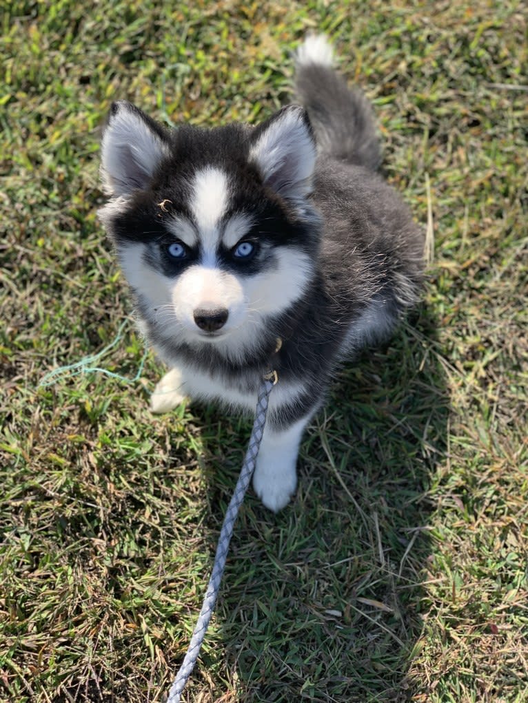 Teigen, a Pomsky tested with EmbarkVet.com