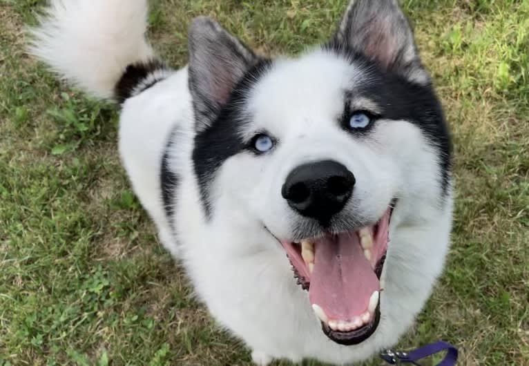 Yukon “Bold Faith’s White Water River”, a Yakutian Laika and Siberian Husky mix tested with EmbarkVet.com