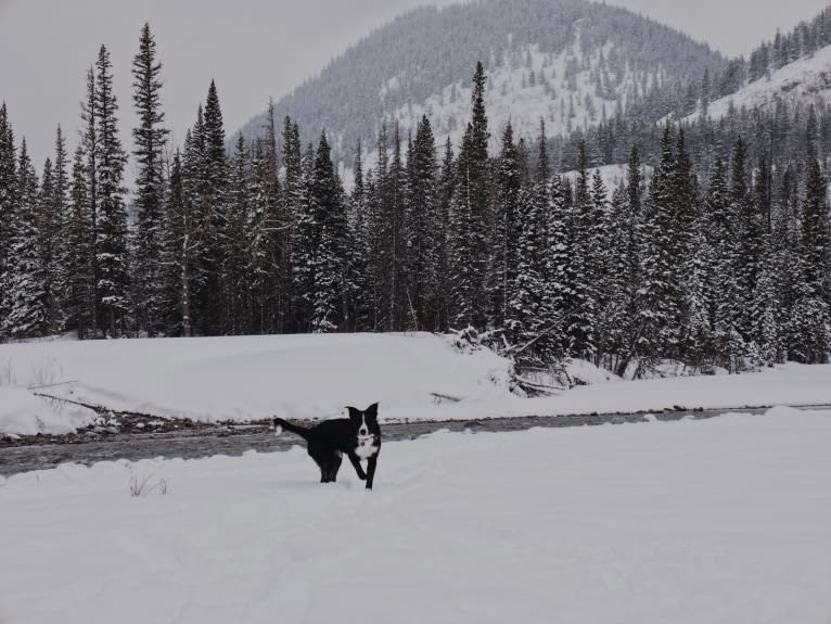 Deacon, a Border Collie tested with EmbarkVet.com