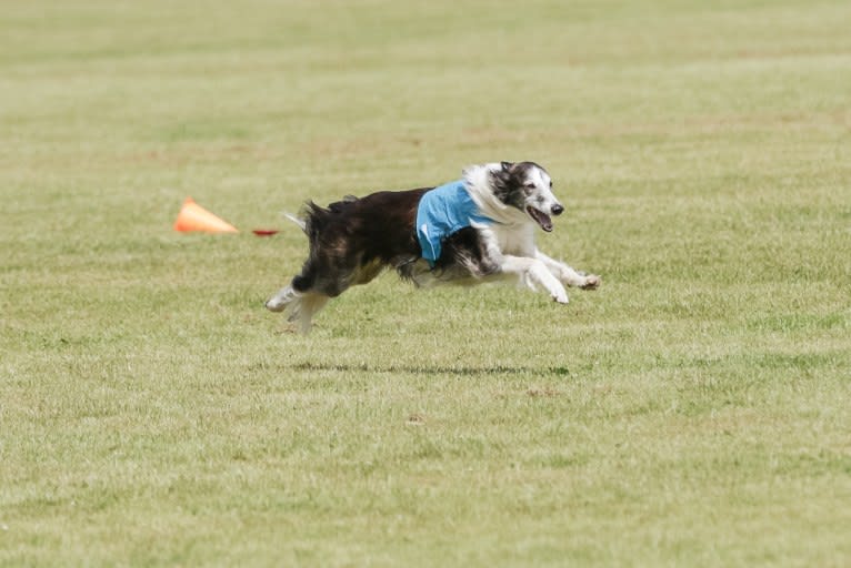 D'Artagnan, a Silken Windhound tested with EmbarkVet.com