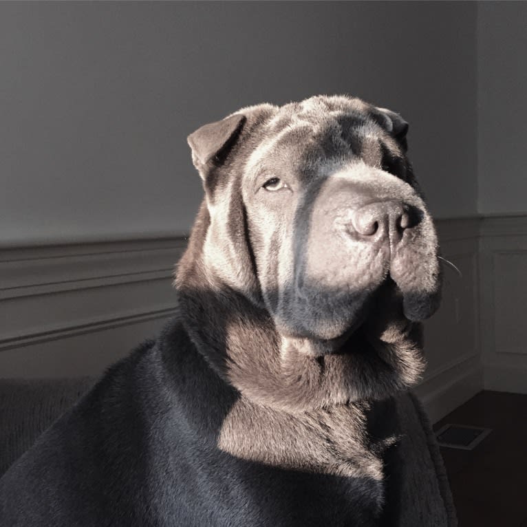Norma, a Chinese Shar-Pei tested with EmbarkVet.com
