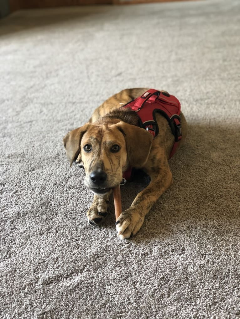 Simba, a Catahoula Leopard Dog and Chow Chow mix tested with EmbarkVet.com