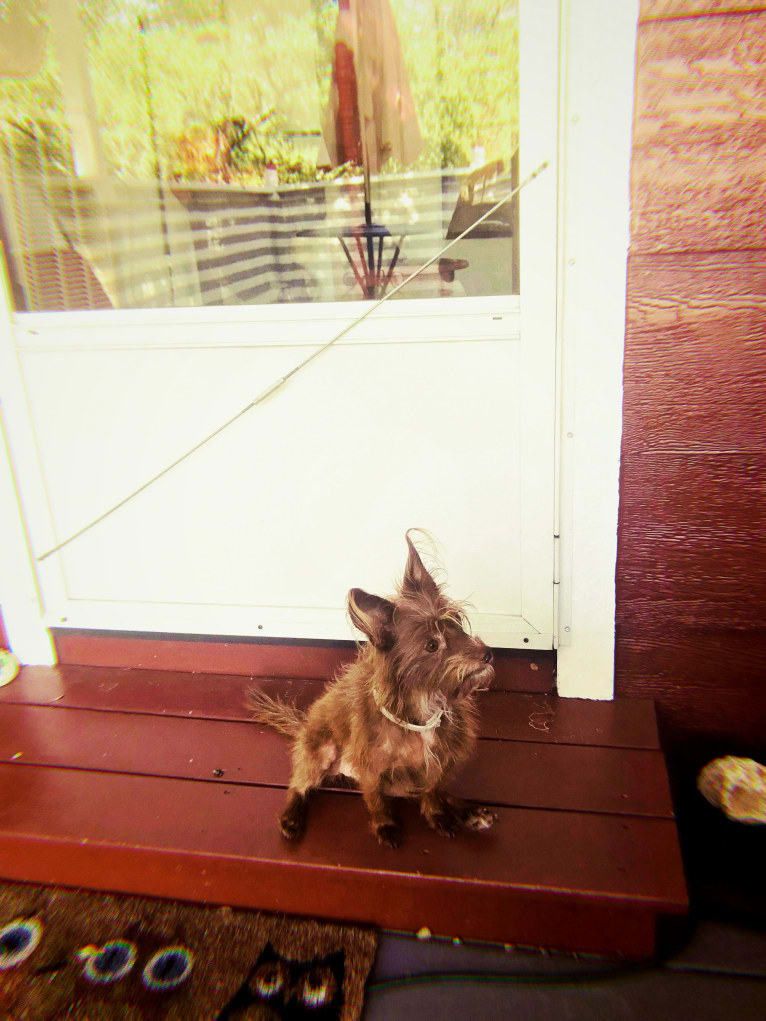 Mazzy, a Chihuahua and Maltese mix tested with EmbarkVet.com