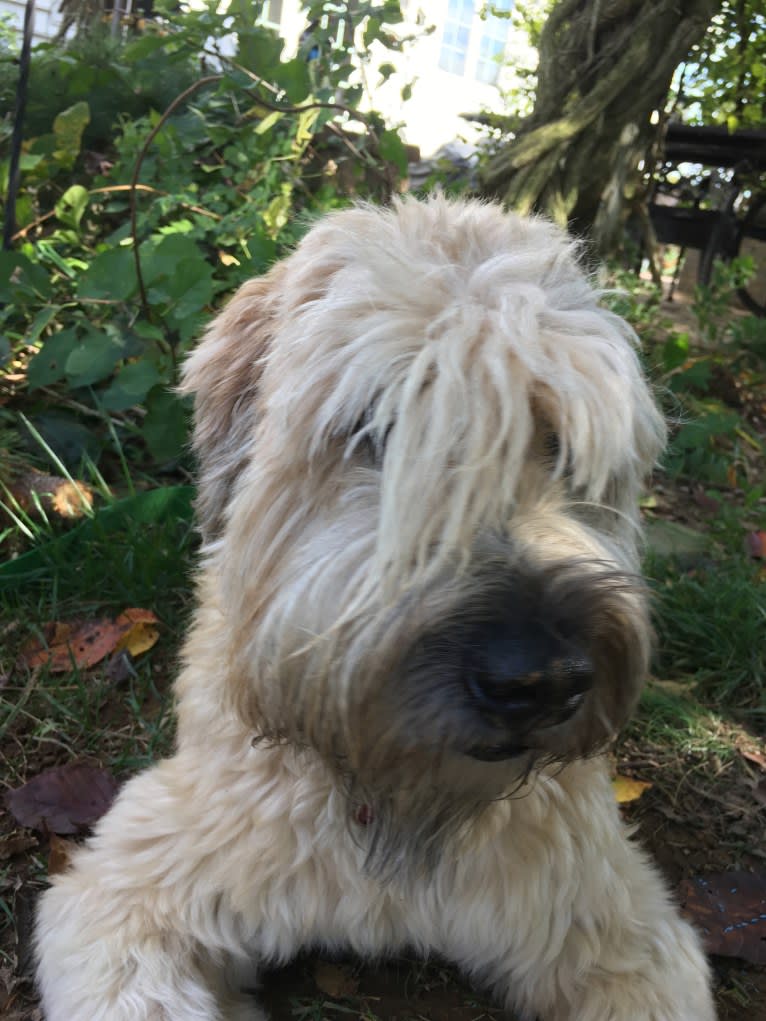 Desmond, a Soft Coated Wheaten Terrier tested with EmbarkVet.com