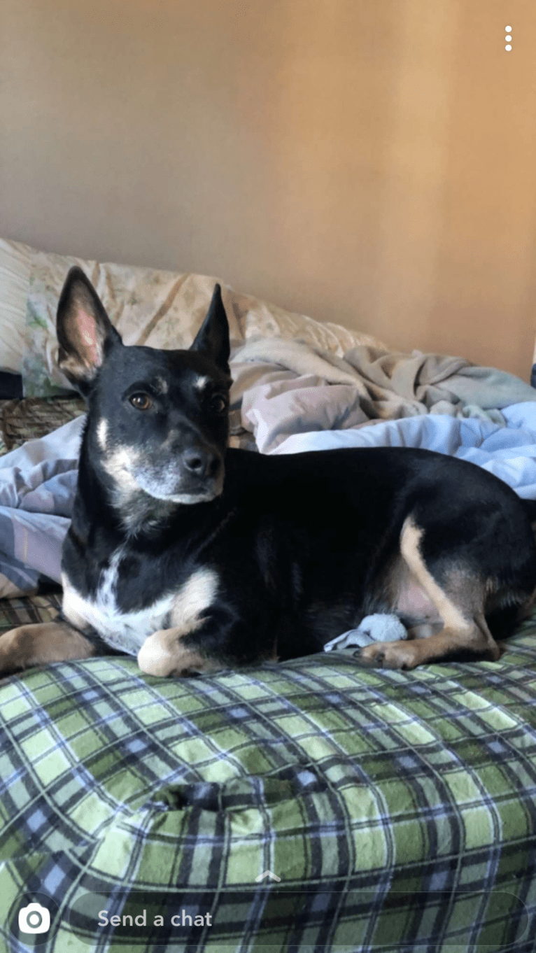 Lucifer, a Chihuahua and Australian Cattle Dog mix tested with EmbarkVet.com