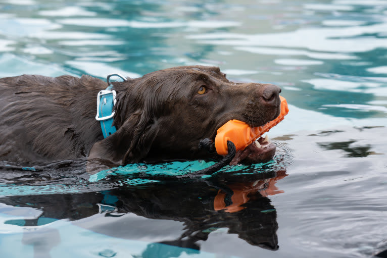 TILDEN'S THEIA, a Labrador Retriever and German Shorthaired Pointer mix tested with EmbarkVet.com