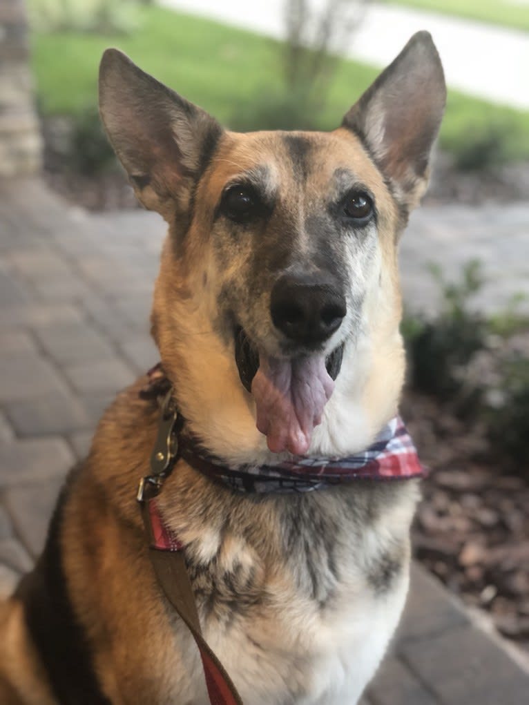 Brie, a German Shepherd Dog and American Eskimo Dog mix tested with EmbarkVet.com