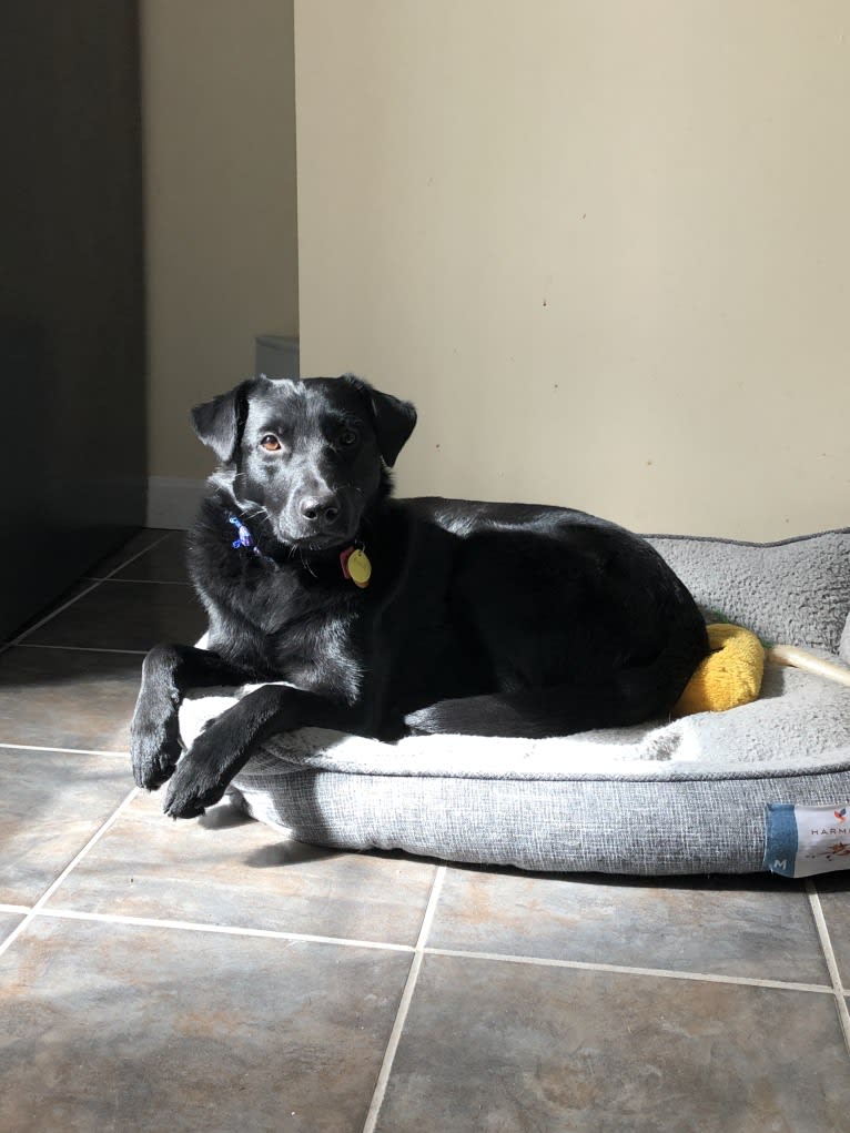 Roxie, a Labrador Retriever and German Shepherd Dog mix tested with EmbarkVet.com