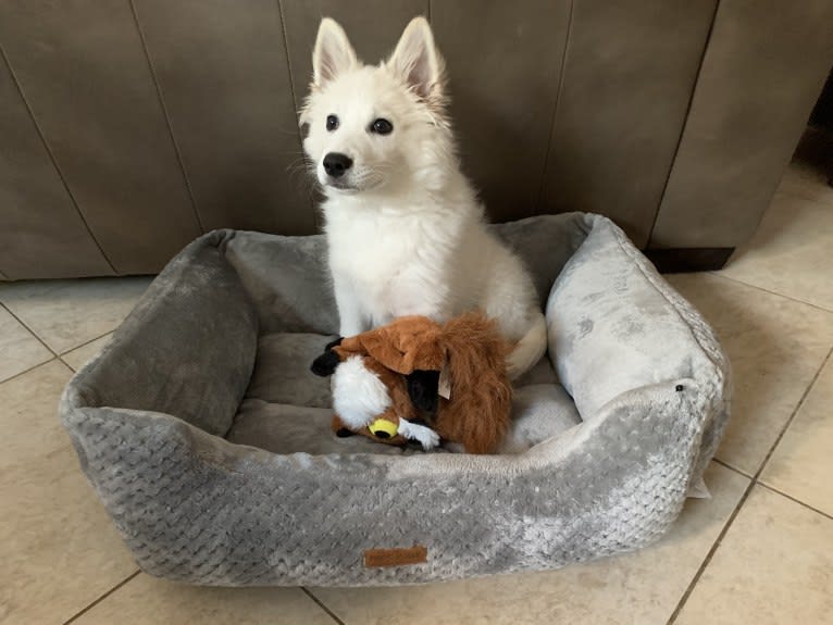 Bolt Sanford, an American Eskimo Dog tested with EmbarkVet.com