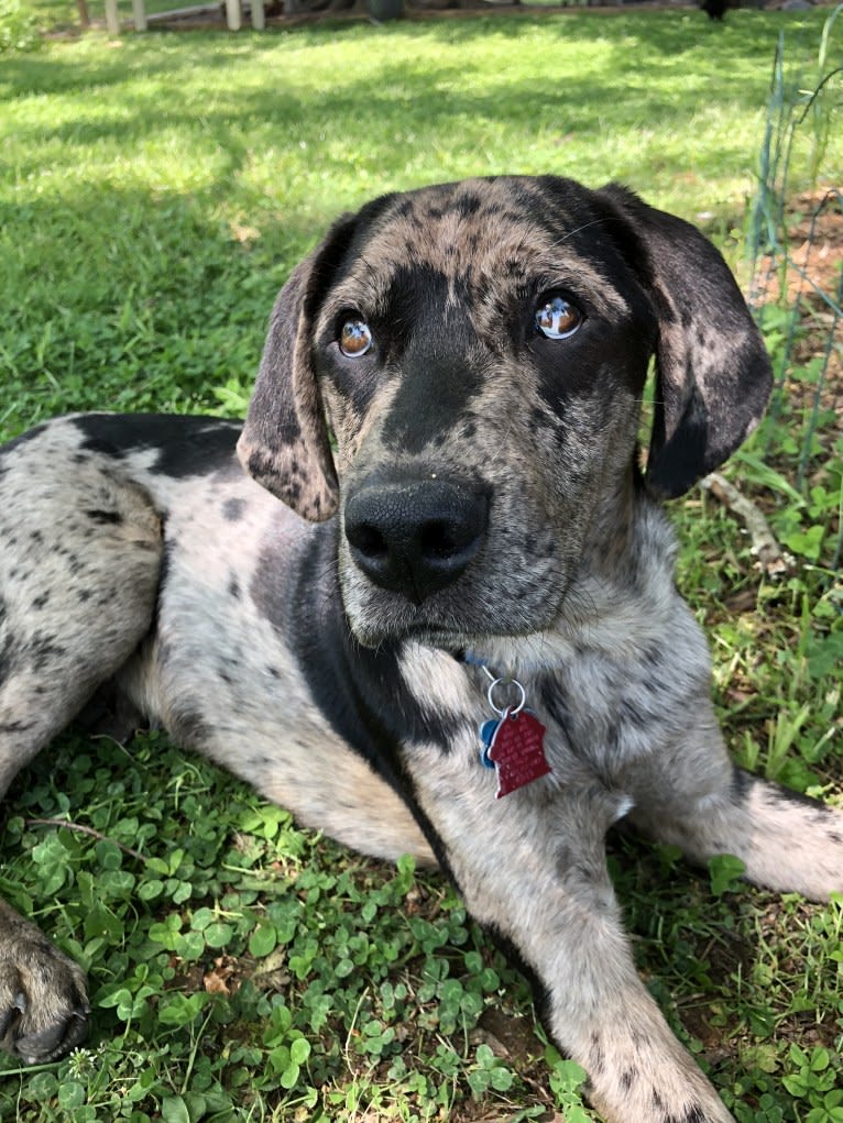 Ozark, an Australian Shepherd and Labrador Retriever mix tested with EmbarkVet.com