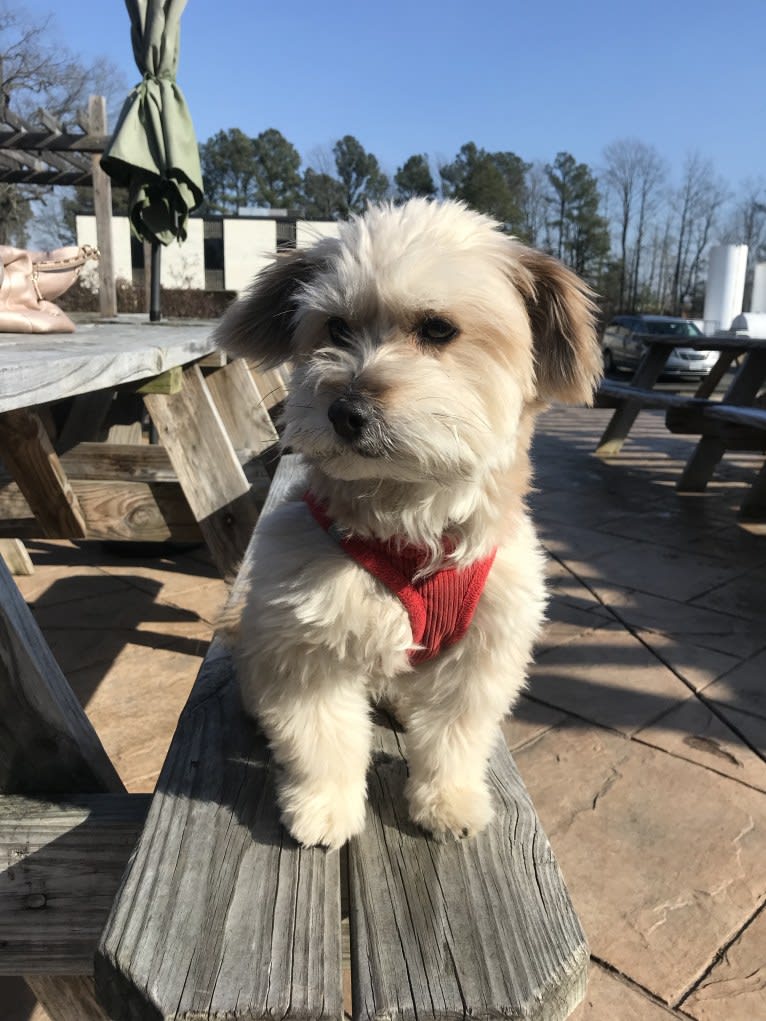 Joey, a Havanese and Maltese mix tested with EmbarkVet.com