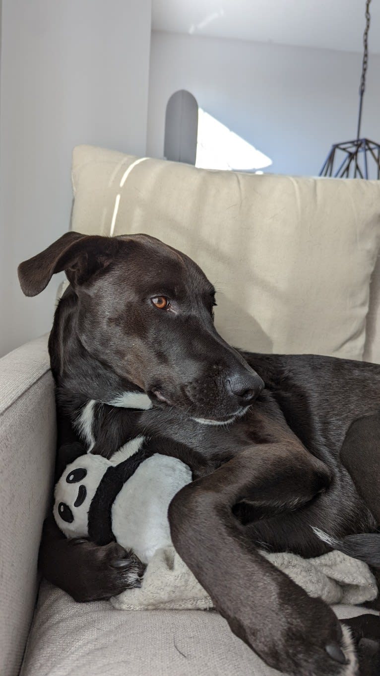 James, a Mountain Cur and American Pit Bull Terrier mix tested with EmbarkVet.com