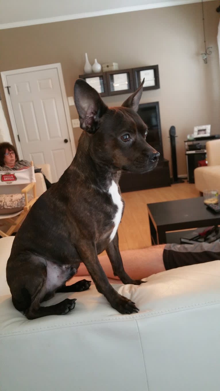 Min pin top boston terrier mix