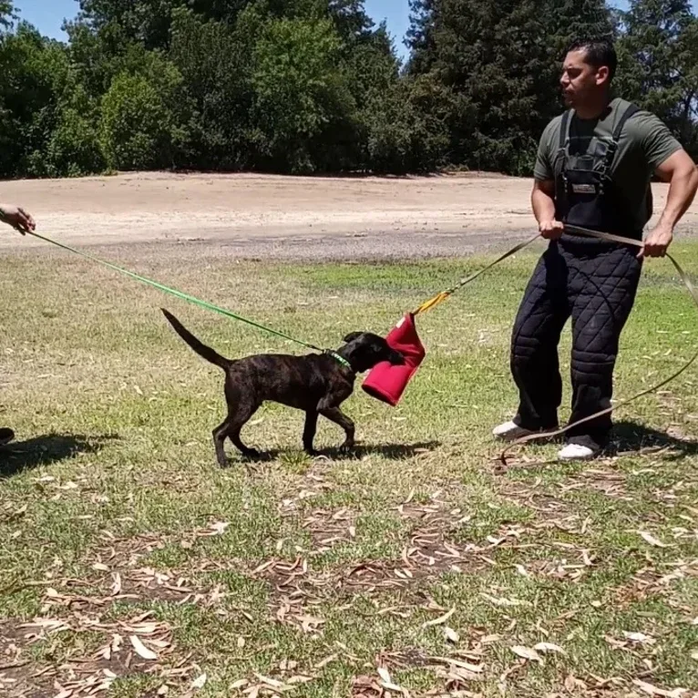 Static, a Dutch Shepherd tested with EmbarkVet.com