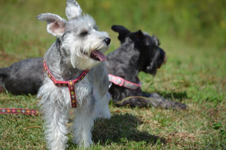 SPARTA, a Miniature Schnauzer tested with EmbarkVet.com