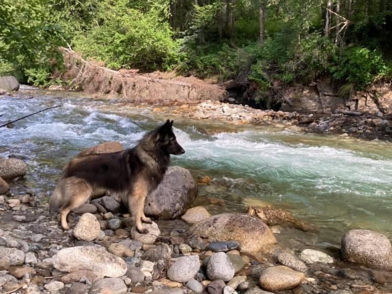 Shine, a Belgian Shepherd tested with EmbarkVet.com