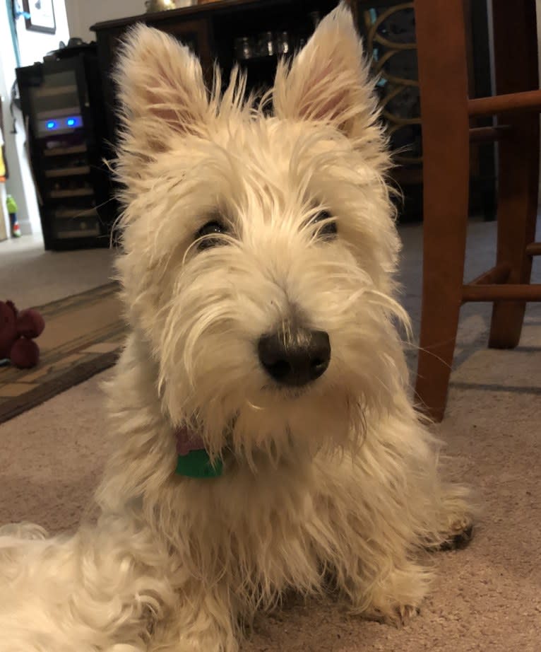 Emmy, a Scottish Terrier tested with EmbarkVet.com