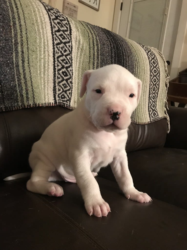 Titan, an American Bulldog and Dogo Argentino mix tested with EmbarkVet.com