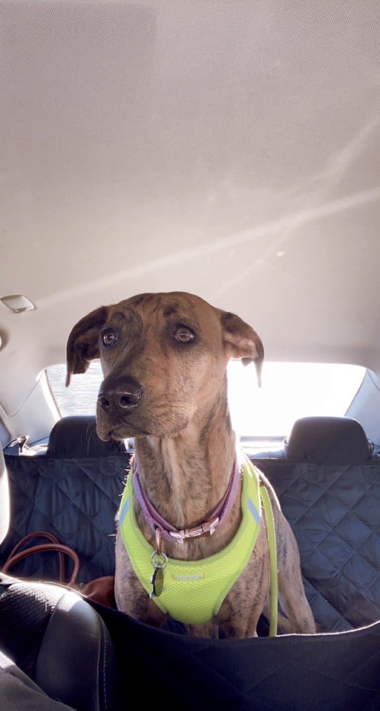 Lyza, a Catahoula Leopard Dog and American Pit Bull Terrier mix tested with EmbarkVet.com