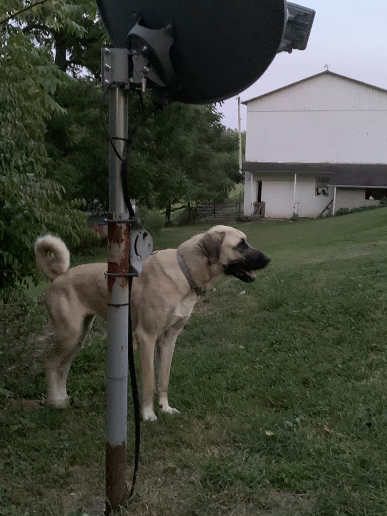 Wolf House Maysa, an Anatolian Shepherd Dog tested with EmbarkVet.com