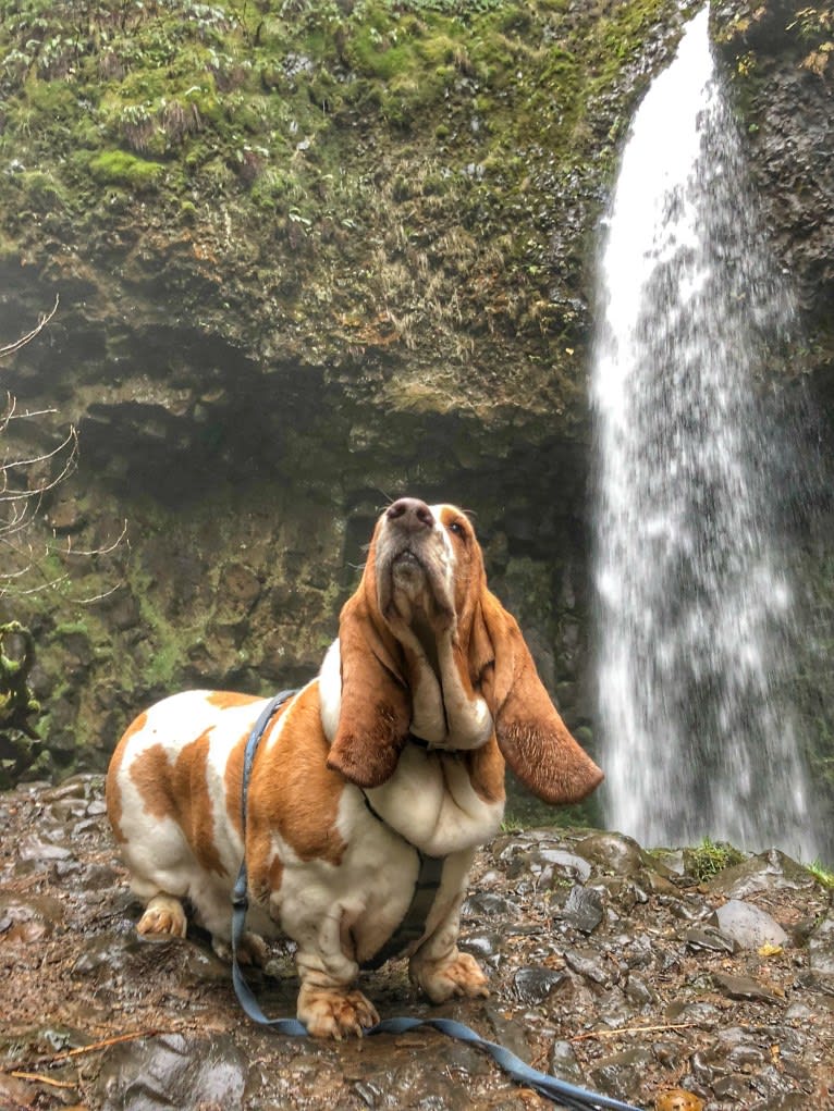 George Oscar Bluth Stevesies Sanderson-Summerlin (GOB), a Basset Hound tested with EmbarkVet.com