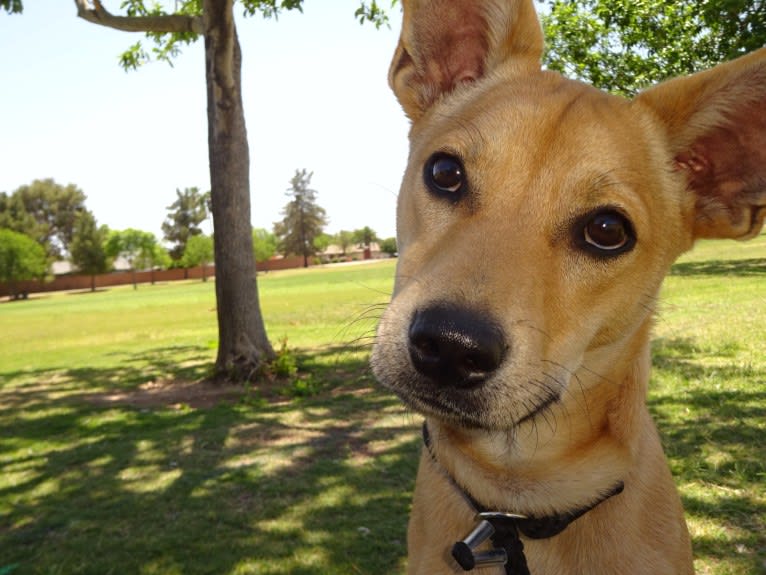 Bean, a Chow Chow and Chihuahua mix tested with EmbarkVet.com