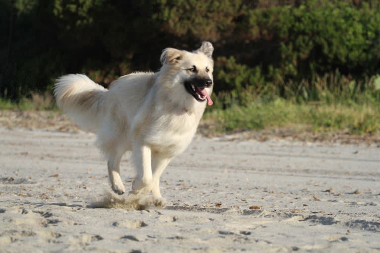 Luca, a German Shepherd Dog and Collie mix tested with EmbarkVet.com