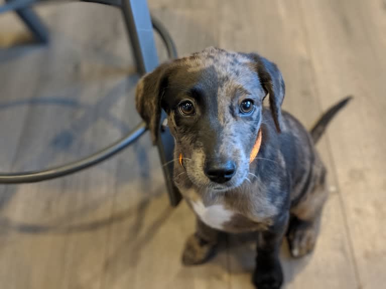 Blake, an American Bully and Dachshund mix tested with EmbarkVet.com