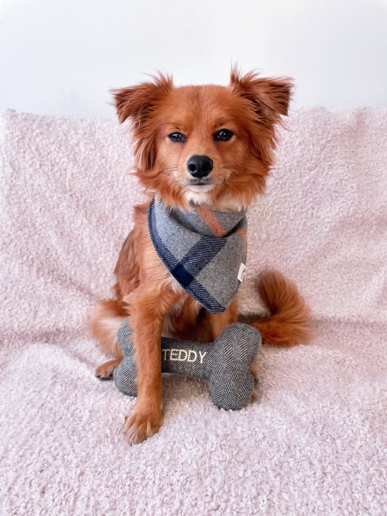 Photo of Teddy, a Chihuahua, Poodle (Small), Pomeranian, Pekingese, and Miniature Pinscher mix in Walnut Creek, CA, USA