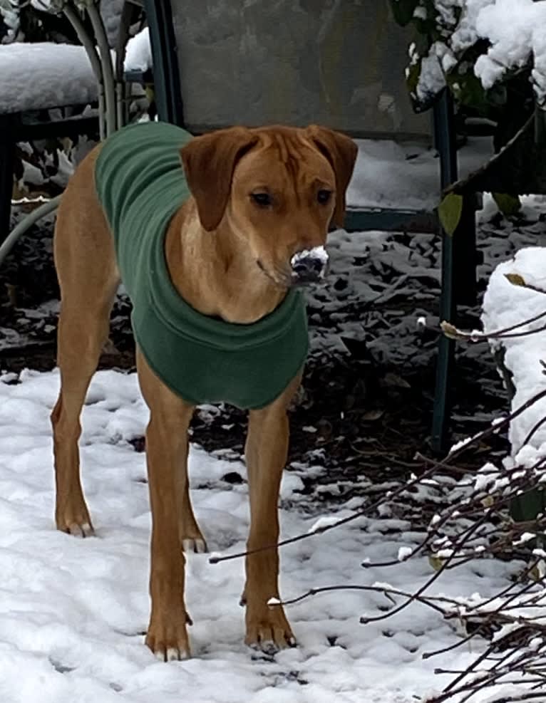 Vivi, a Rhodesian Ridgeback tested with EmbarkVet.com