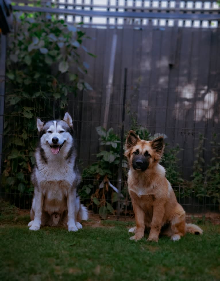 Apollo, a Samoyed and Siberian Husky mix tested with EmbarkVet.com