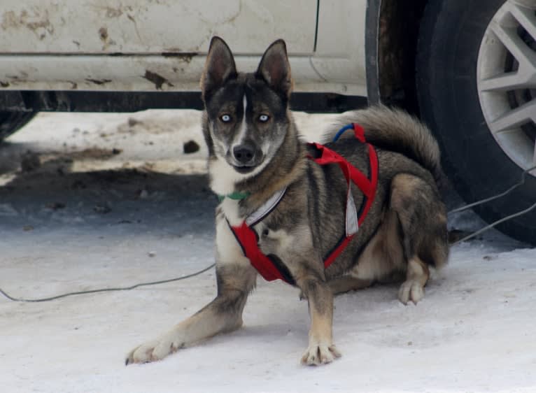 Summit, a Siberian Husky tested with EmbarkVet.com