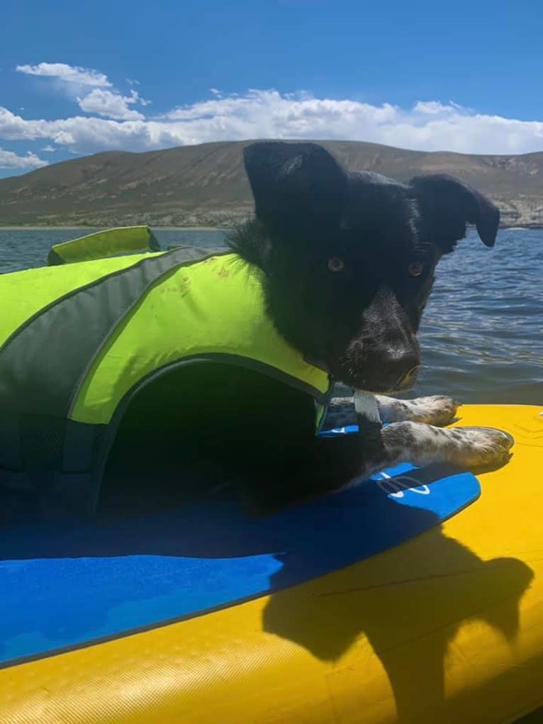 Zeeki, a Border Collie and Chinese Shar-Pei mix tested with EmbarkVet.com