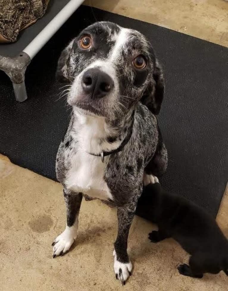 Opie Cunningham, a Catahoula Leopard Dog and American Bully mix tested with EmbarkVet.com