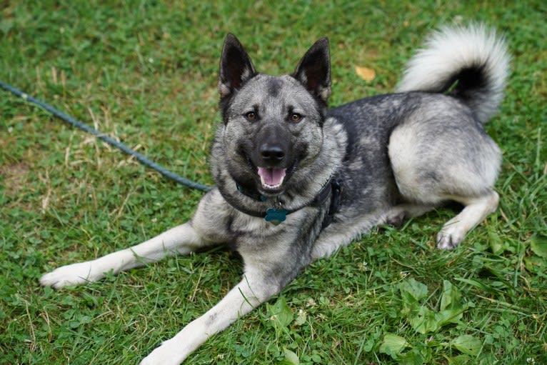 Smokey, a Norwegian Elkhound tested with EmbarkVet.com